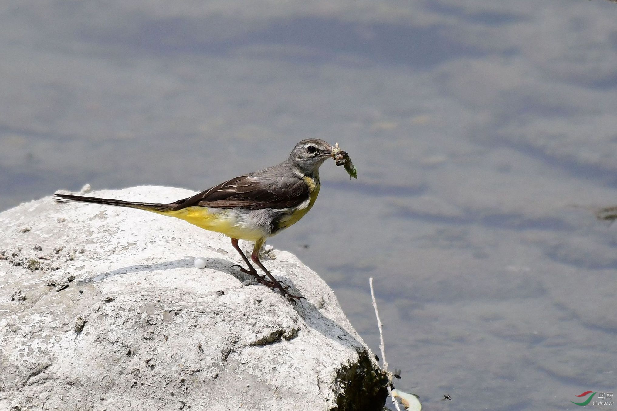 红头麻雀 099_副本.jpg