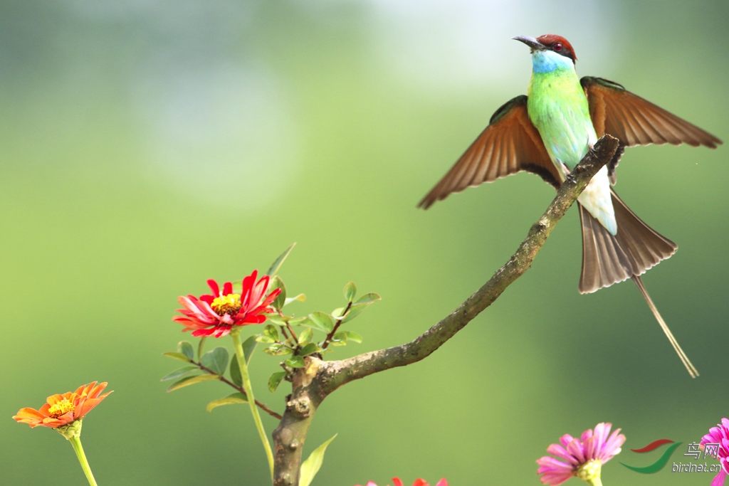 蓝喉蜂虎两连拍(3)