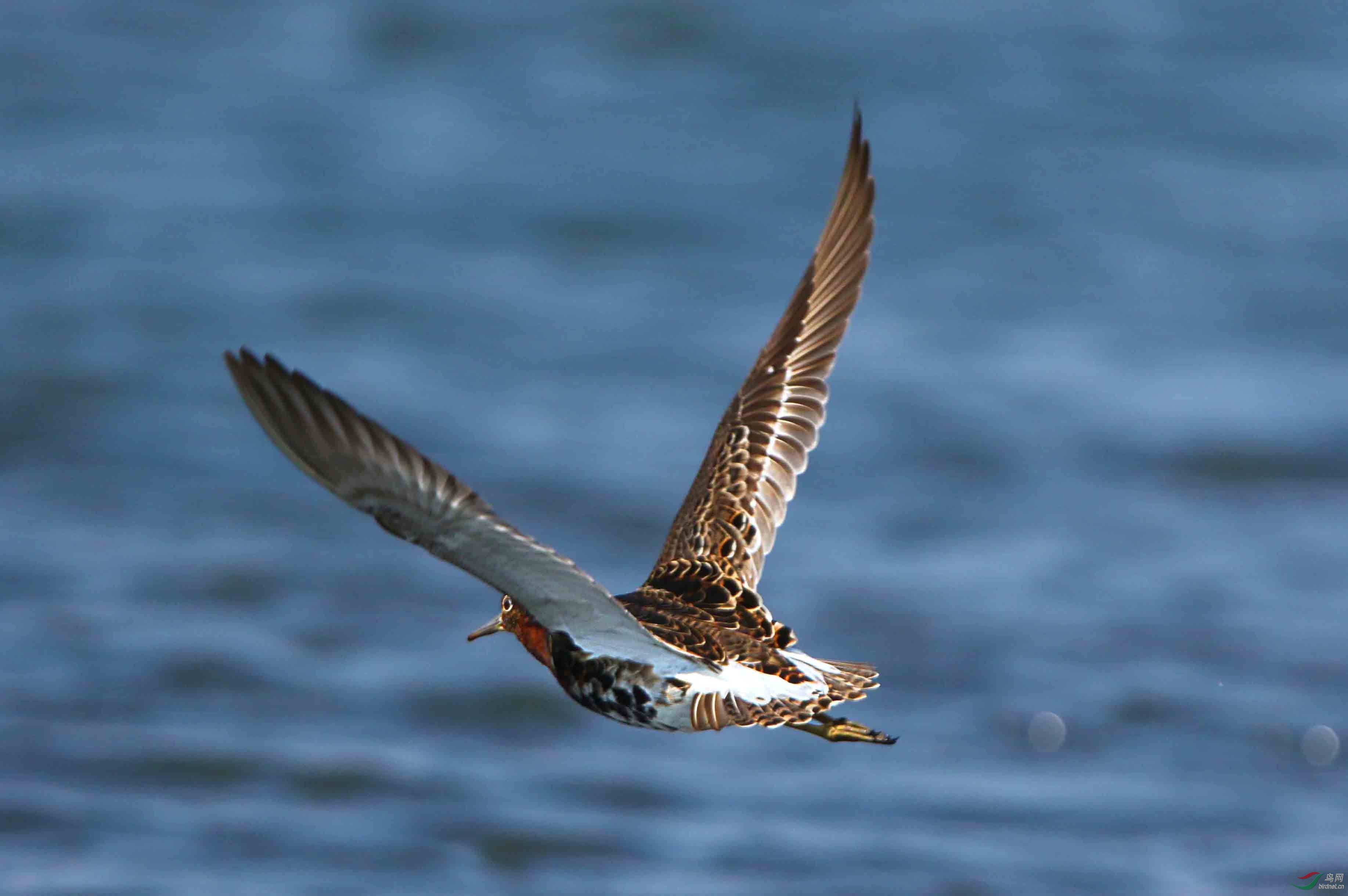 记录流苏鹬(10张)