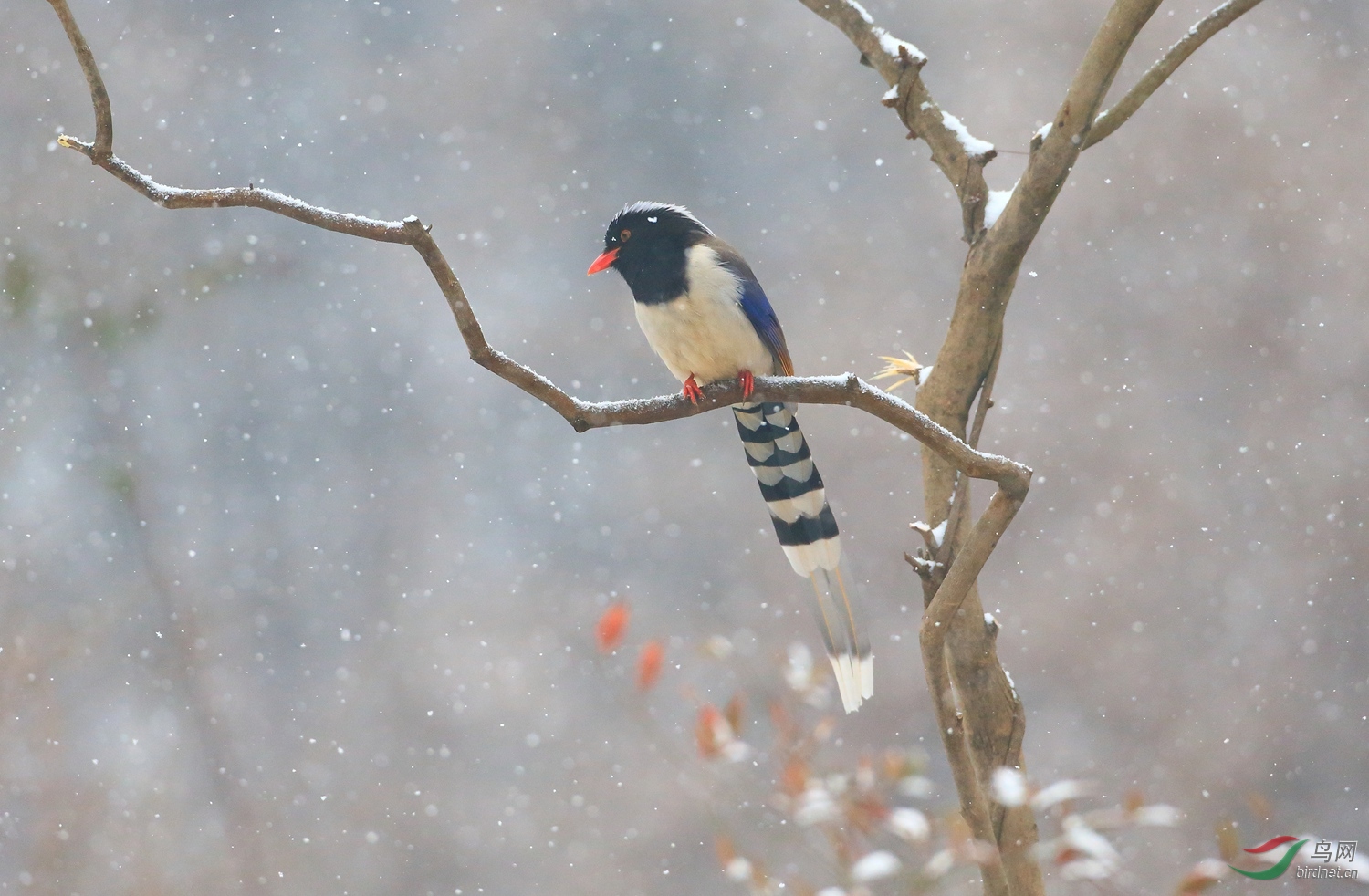 雪中小鳥