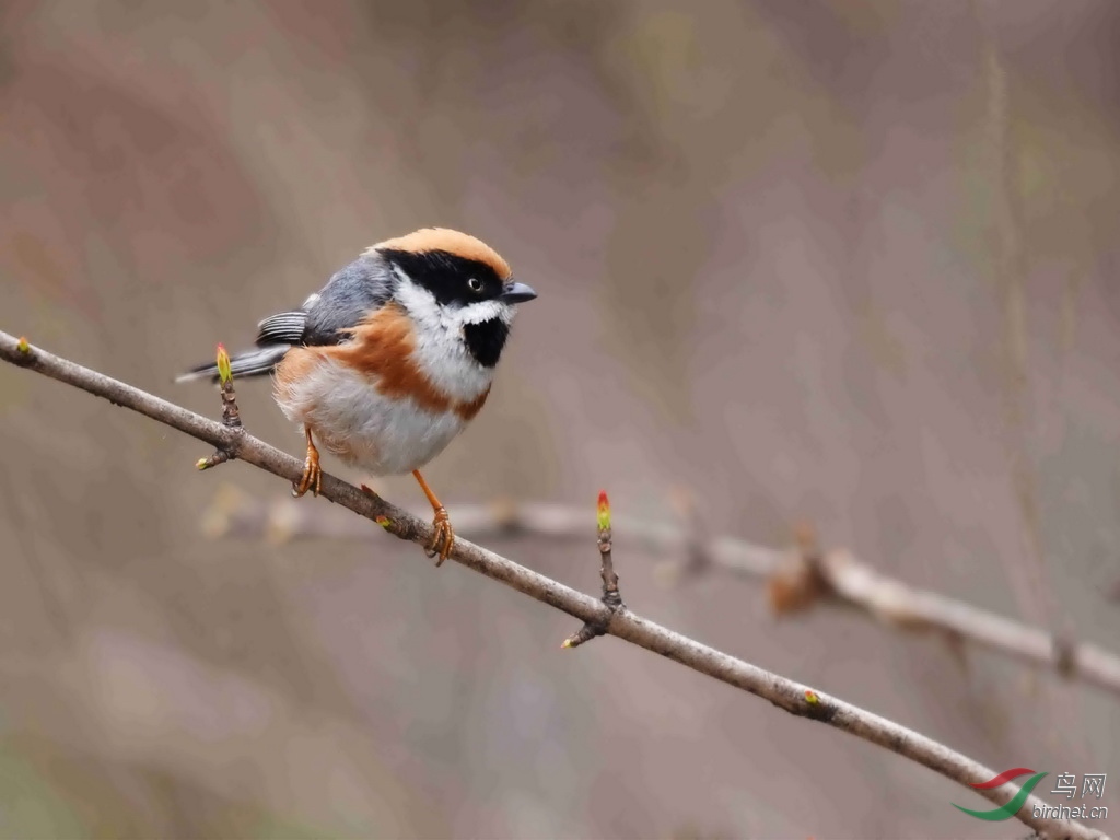 小老虎红头长尾山雀