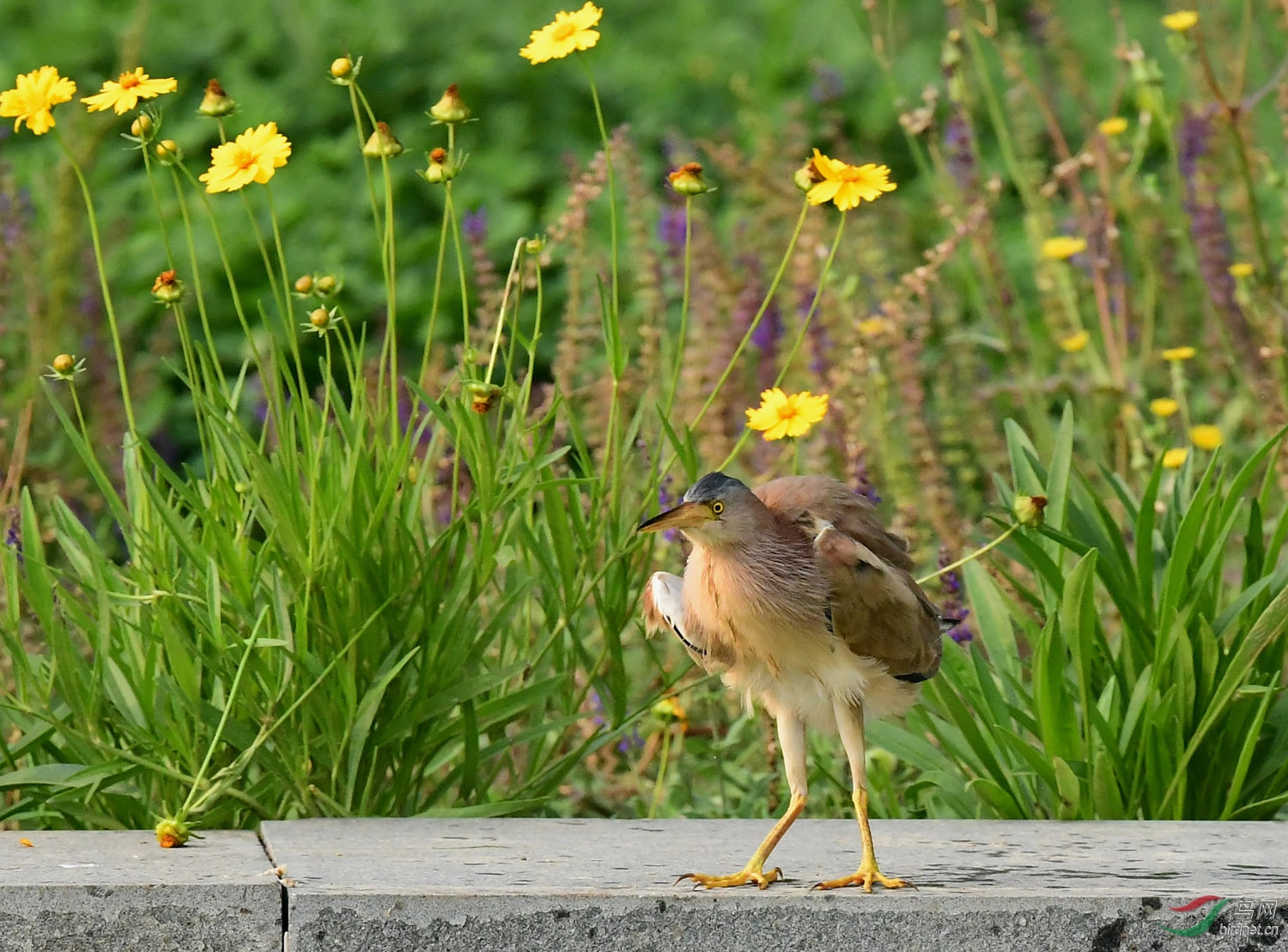 DSC_0734.JPG