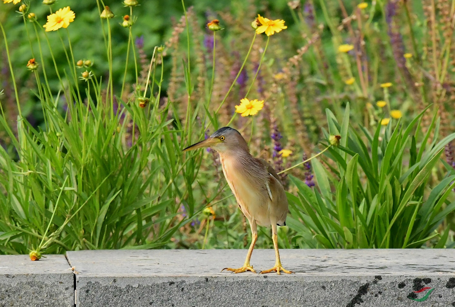 DSC_0730.JPG