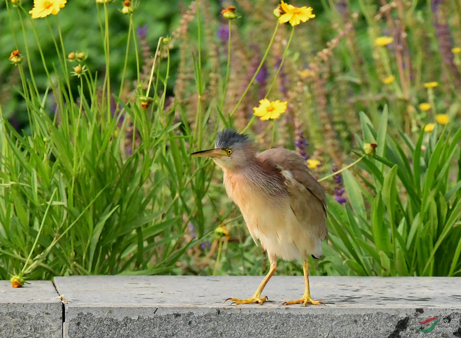 DSC_0740.JPG