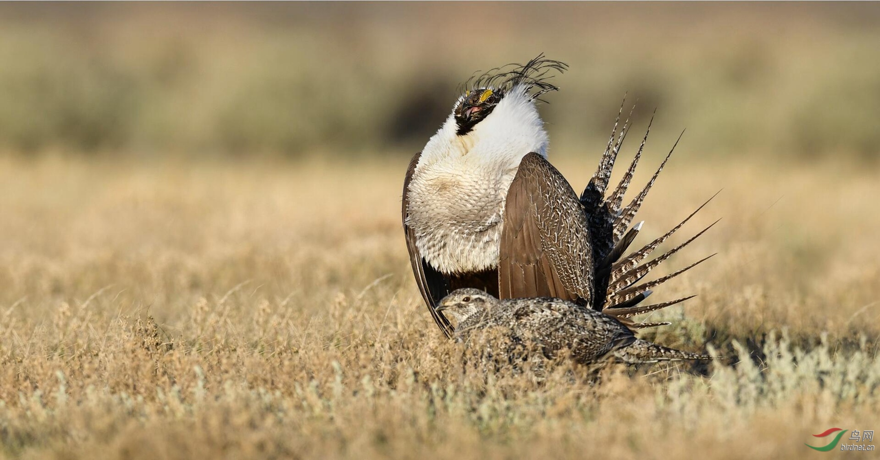 (艾草松鸡)一夫一妻