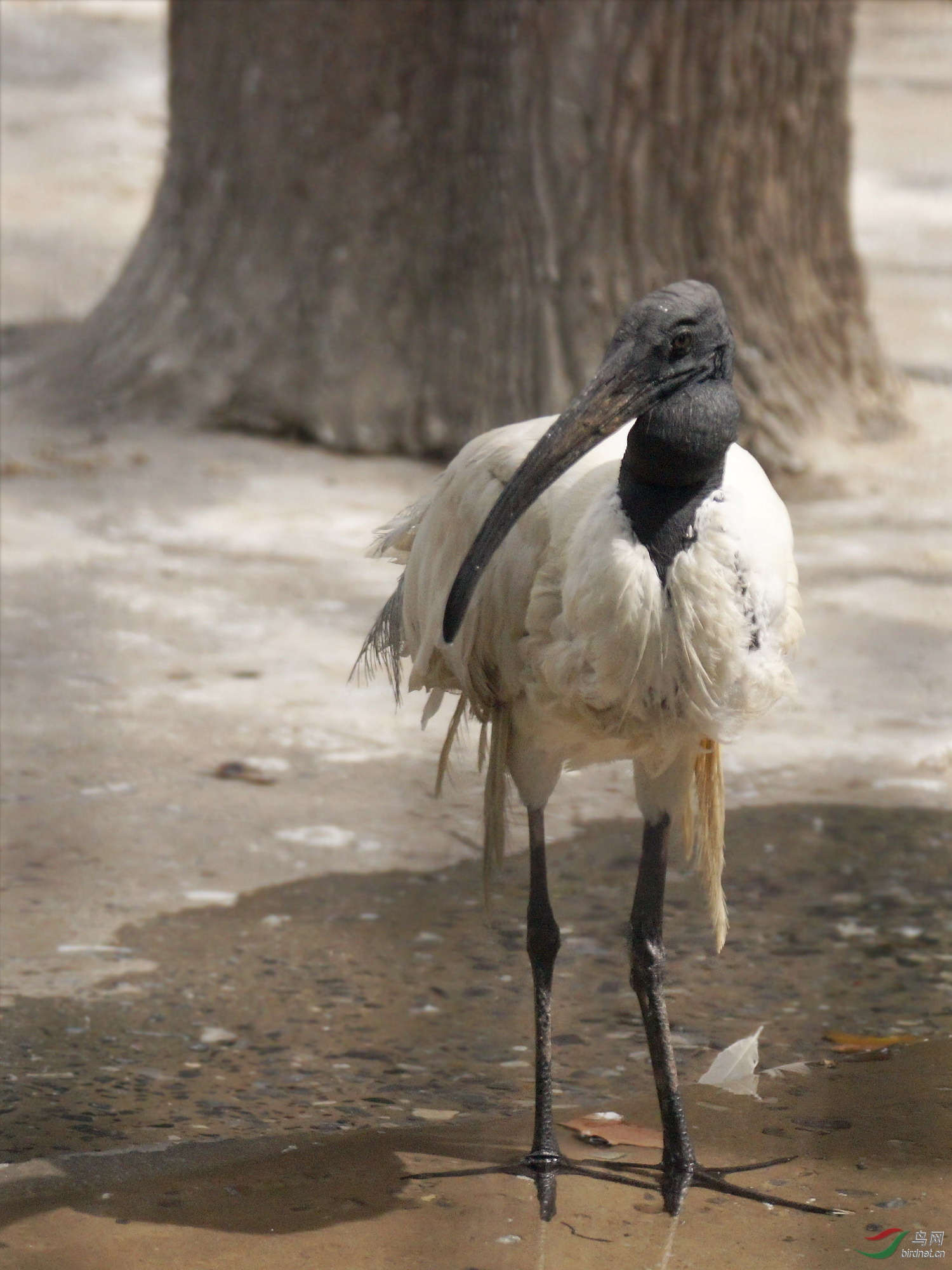 罕见的黑头白鹮