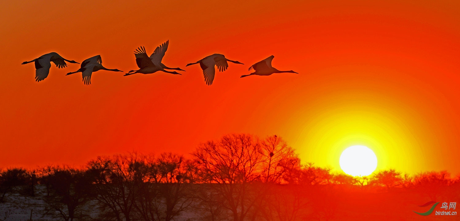 [林鸟] (丹顶鹤)《鹤归夕阳红》----祝贺老师荣获首页精华