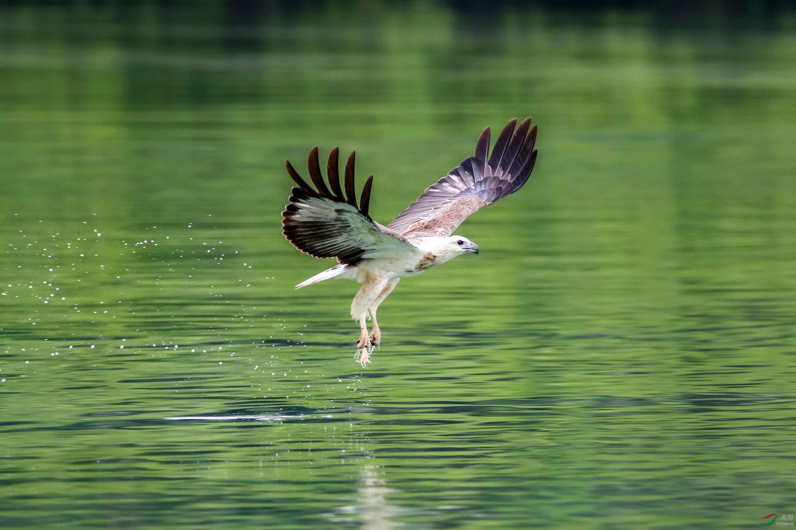 白腹海雕抓鱼