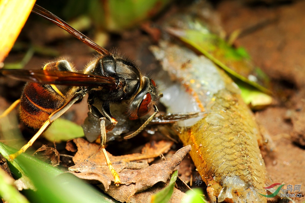 吃鱼肉的墨胸胡蜂