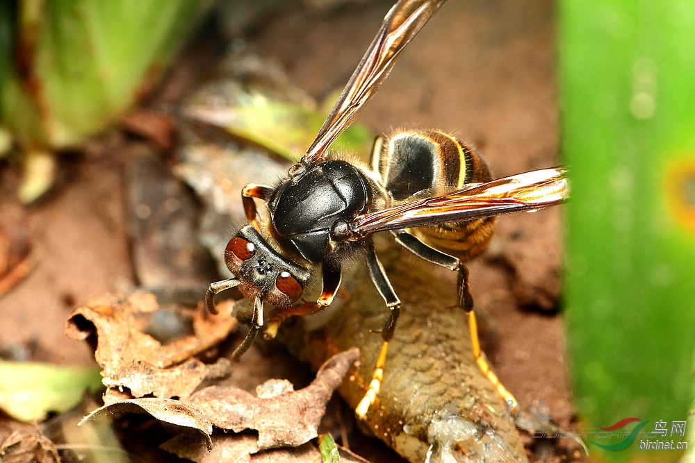 吃鱼肉的墨胸胡蜂