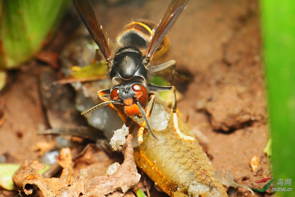 吃鱼肉的墨胸胡蜂