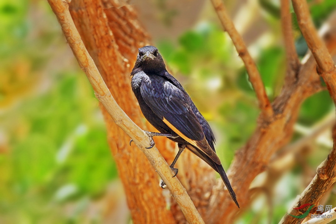 红翅椋鸟