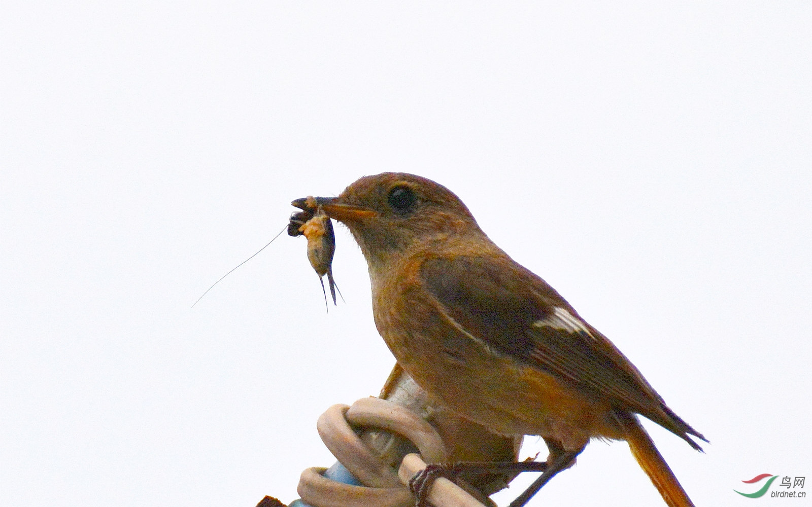 北红尾鸲捉个蟋蟀
