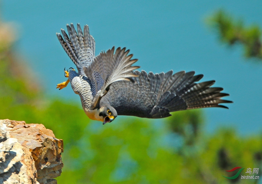 [猛禽] 俯冲---游隼