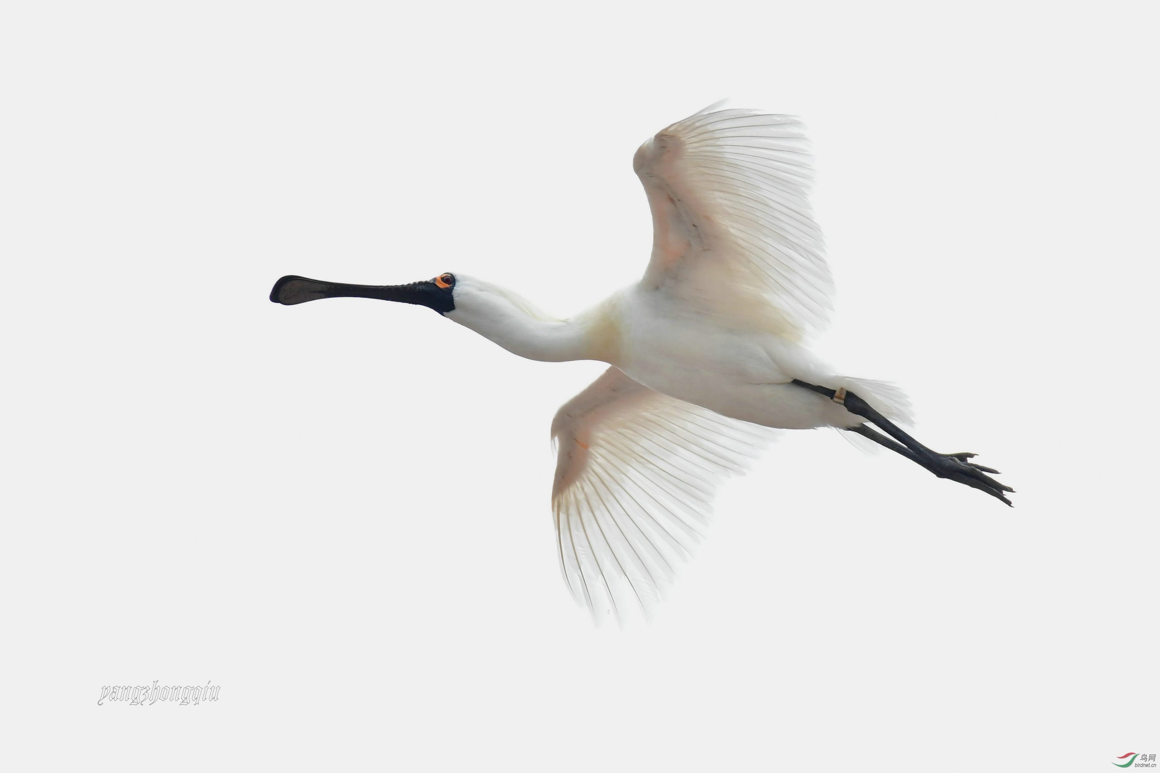 天上飞过一只带环志的黑脸琵鹭