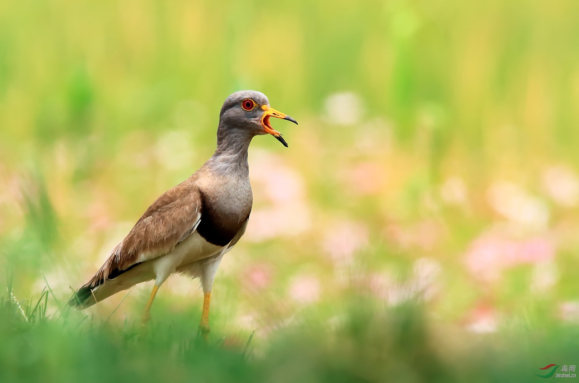 引吭高歌——灰头麦鸡
