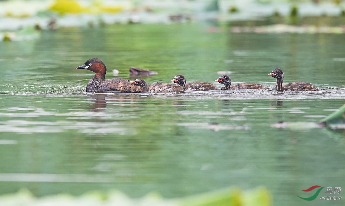 DSC_0501m.jpg