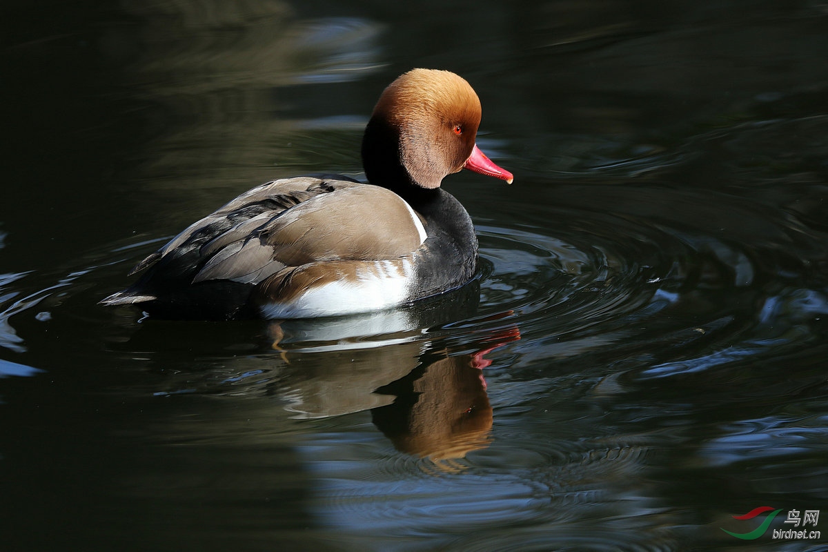 红嘴濳鸭