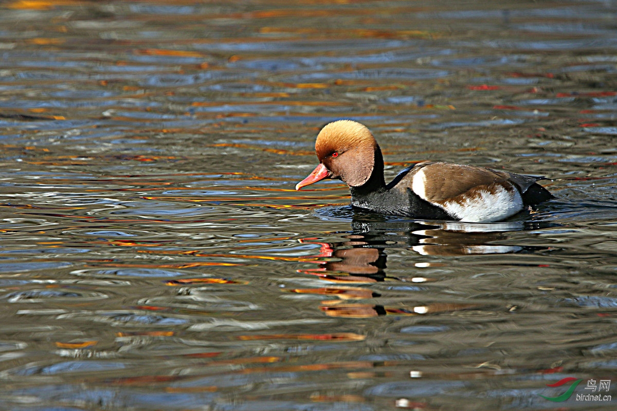 红嘴濳鸭