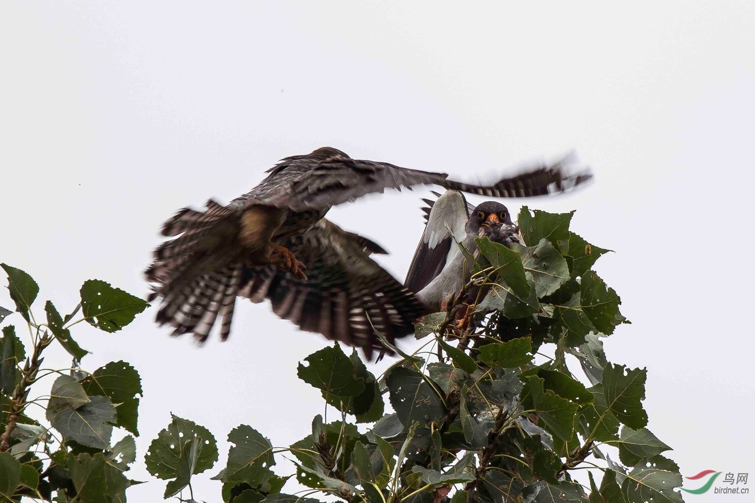 你来我走——阿幕尔隼