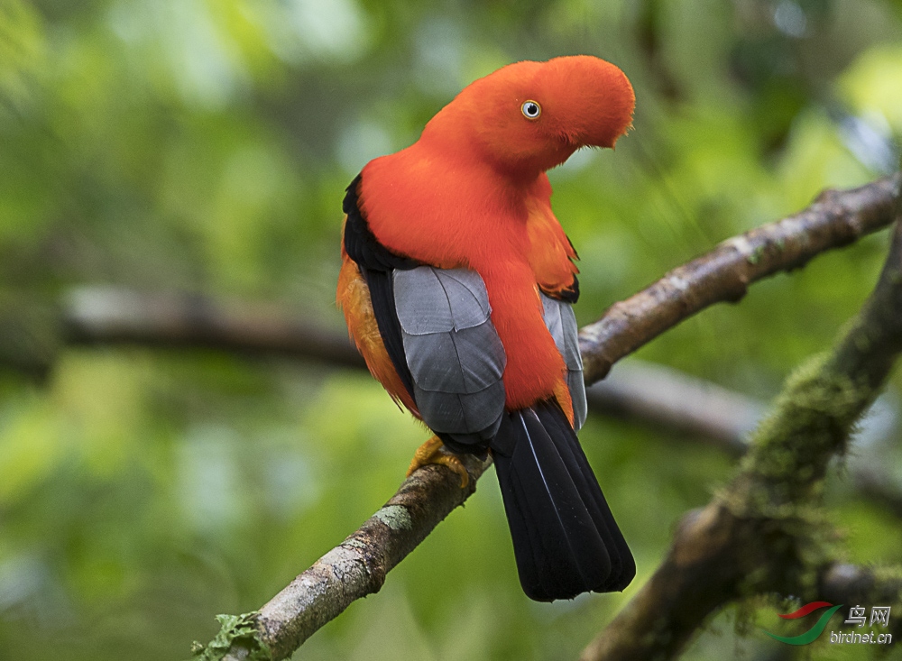 安第斯动冠伞鸟美丽的精灵祝贺老师荣获每日一图