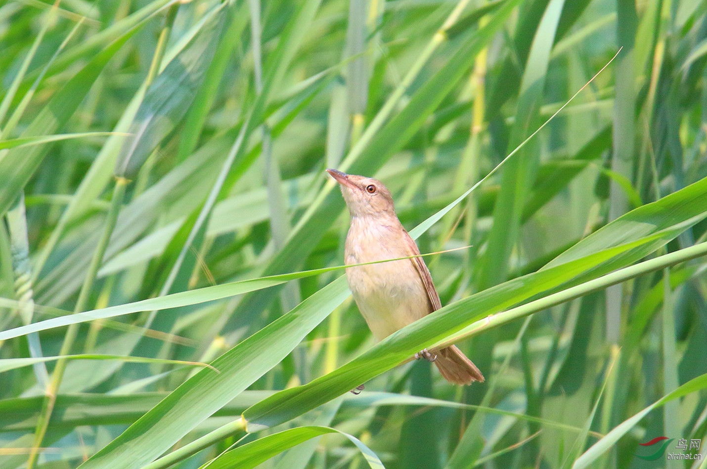 苇莺