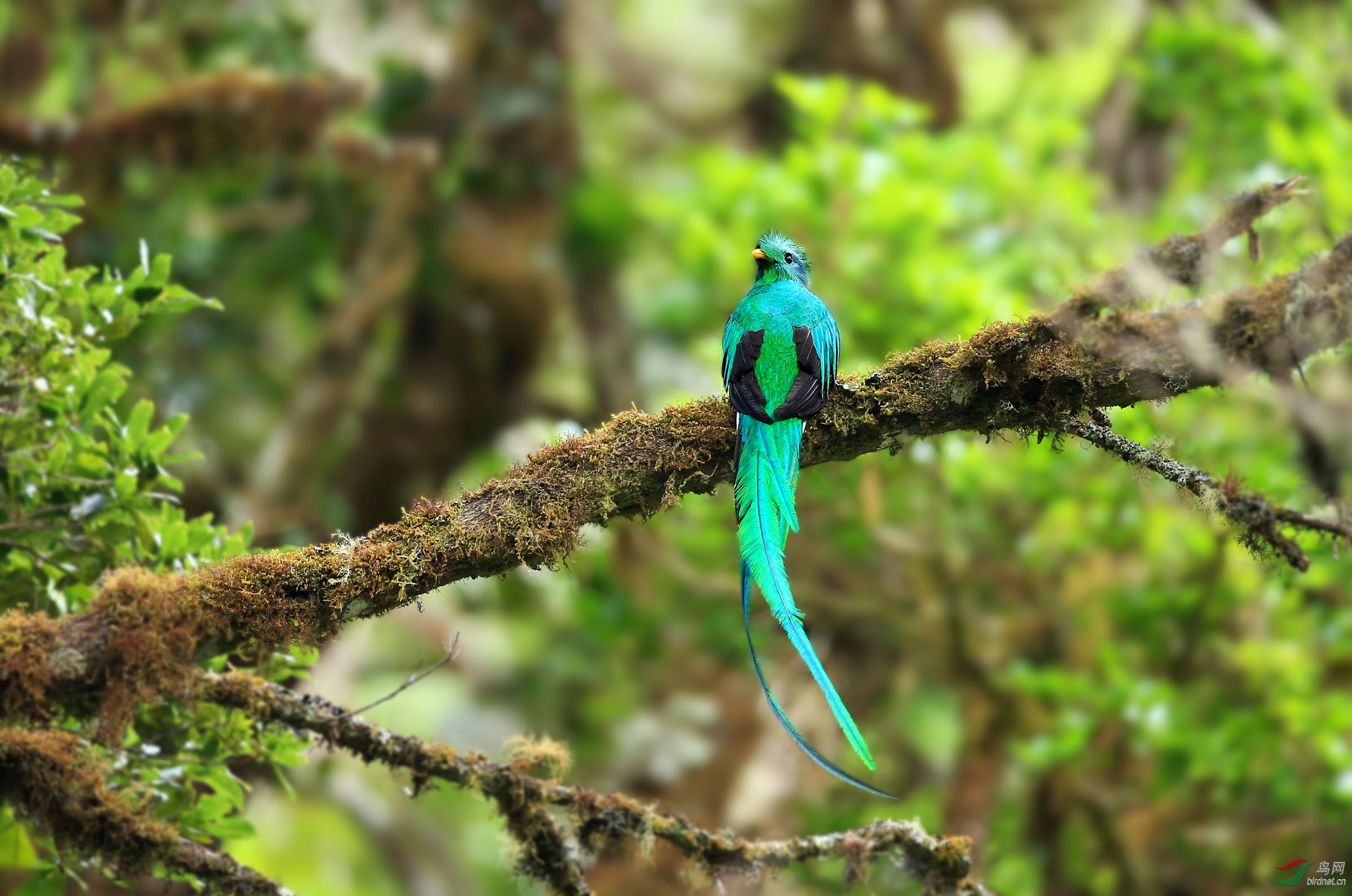 凤尾绿咬鹃密林深处寻咬鹃荣获首页精华