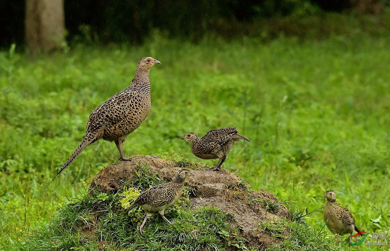 雨中拍雉鸡