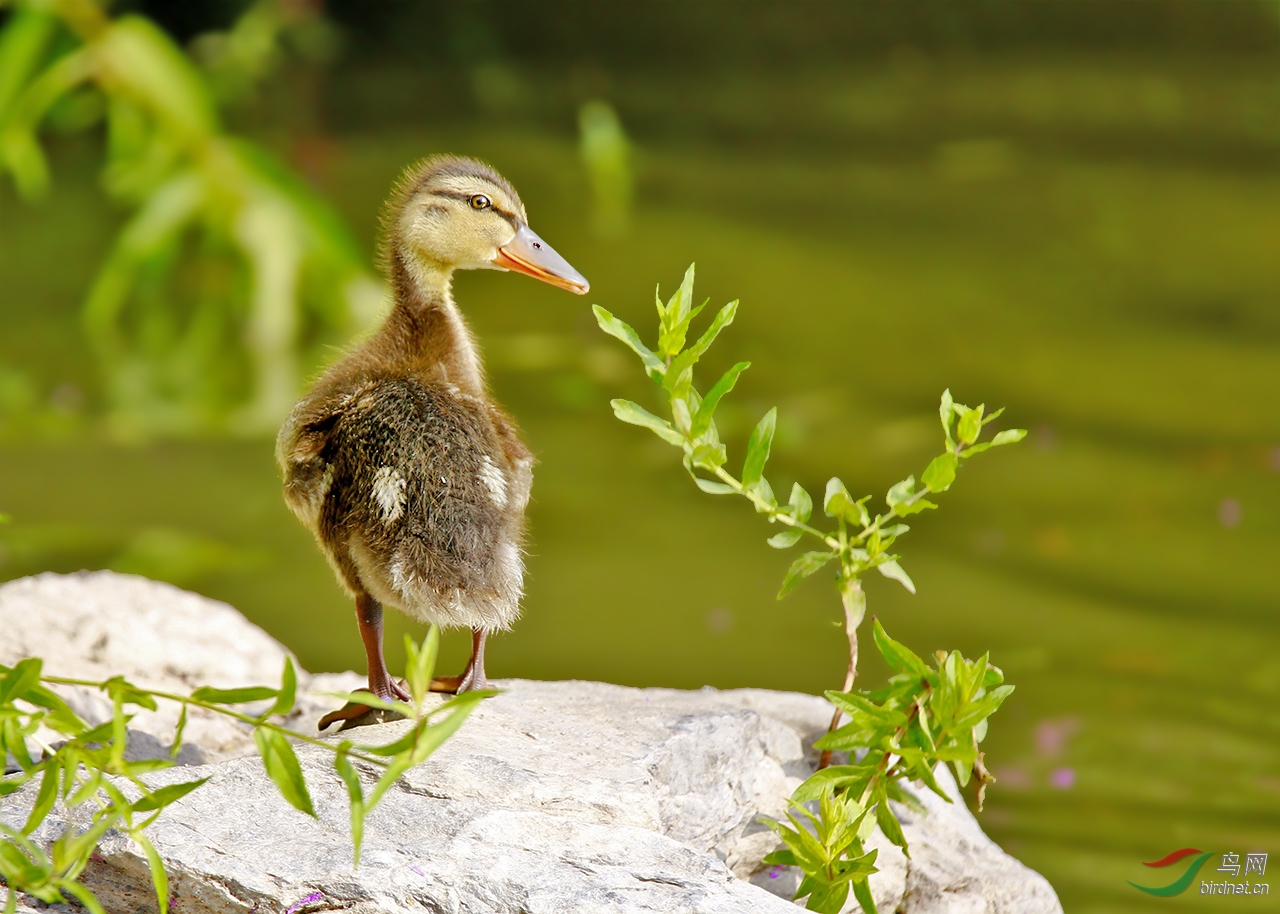 可爱的小野鸭