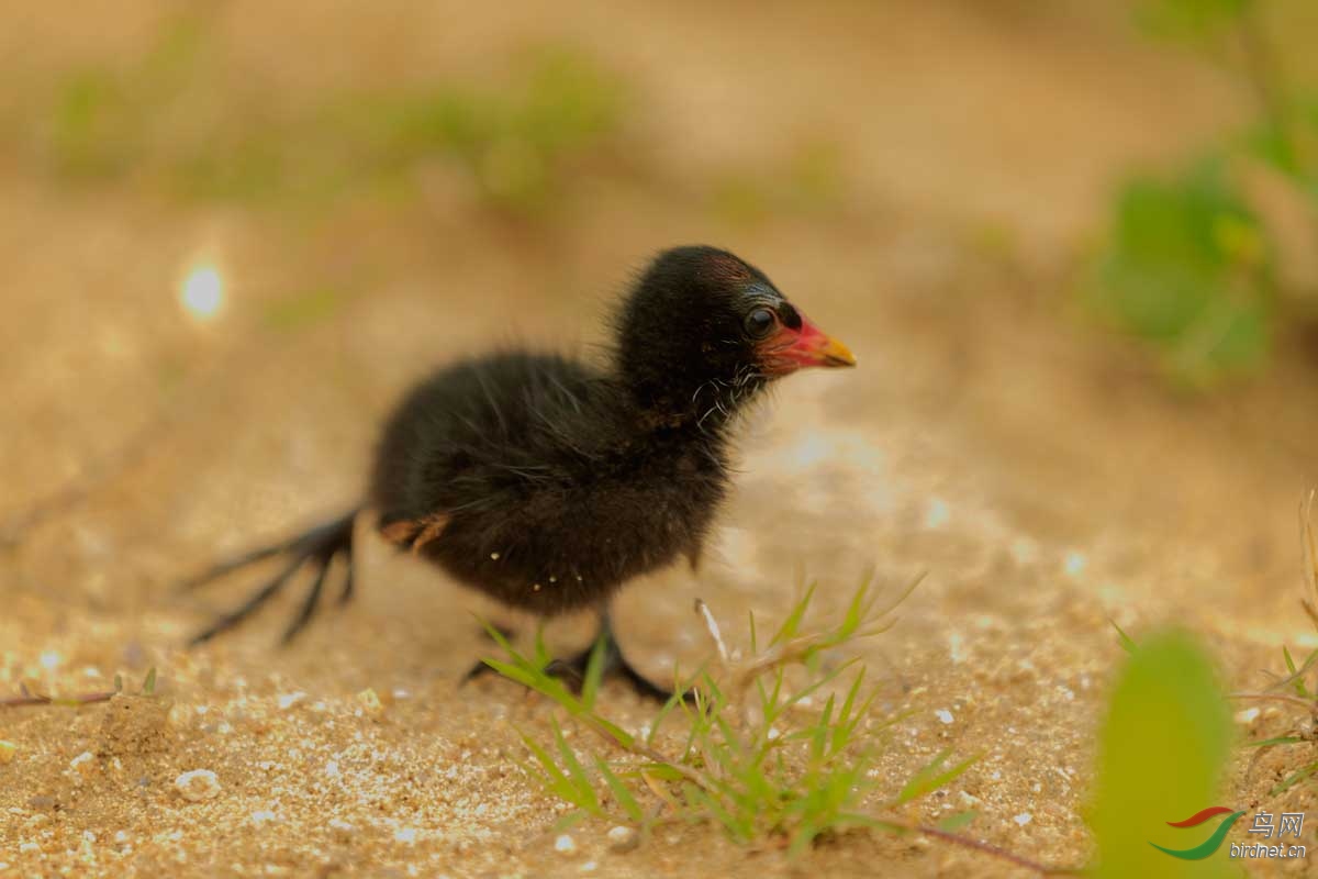 黑水鸡宝宝