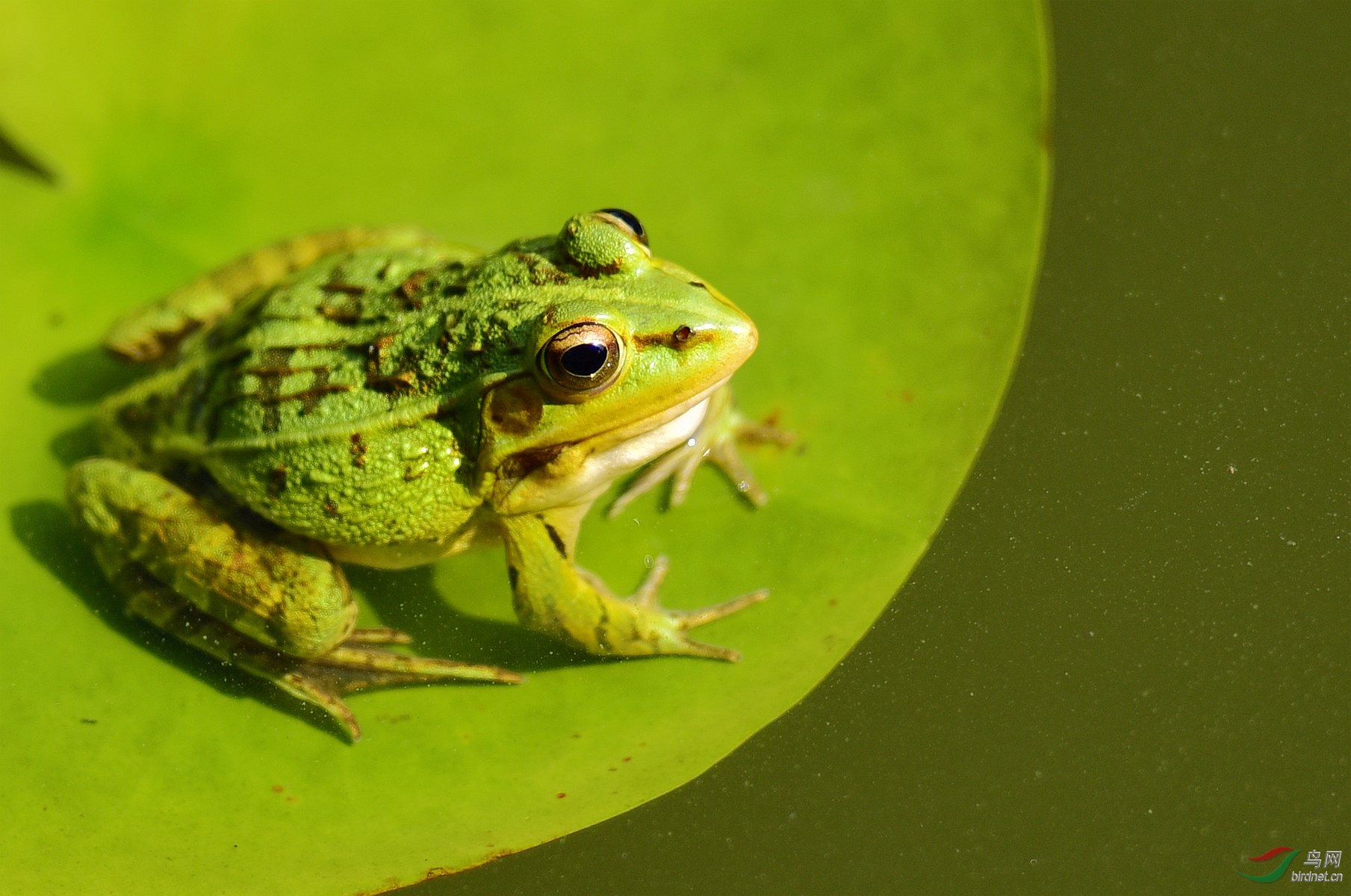 荷叶上的蛙