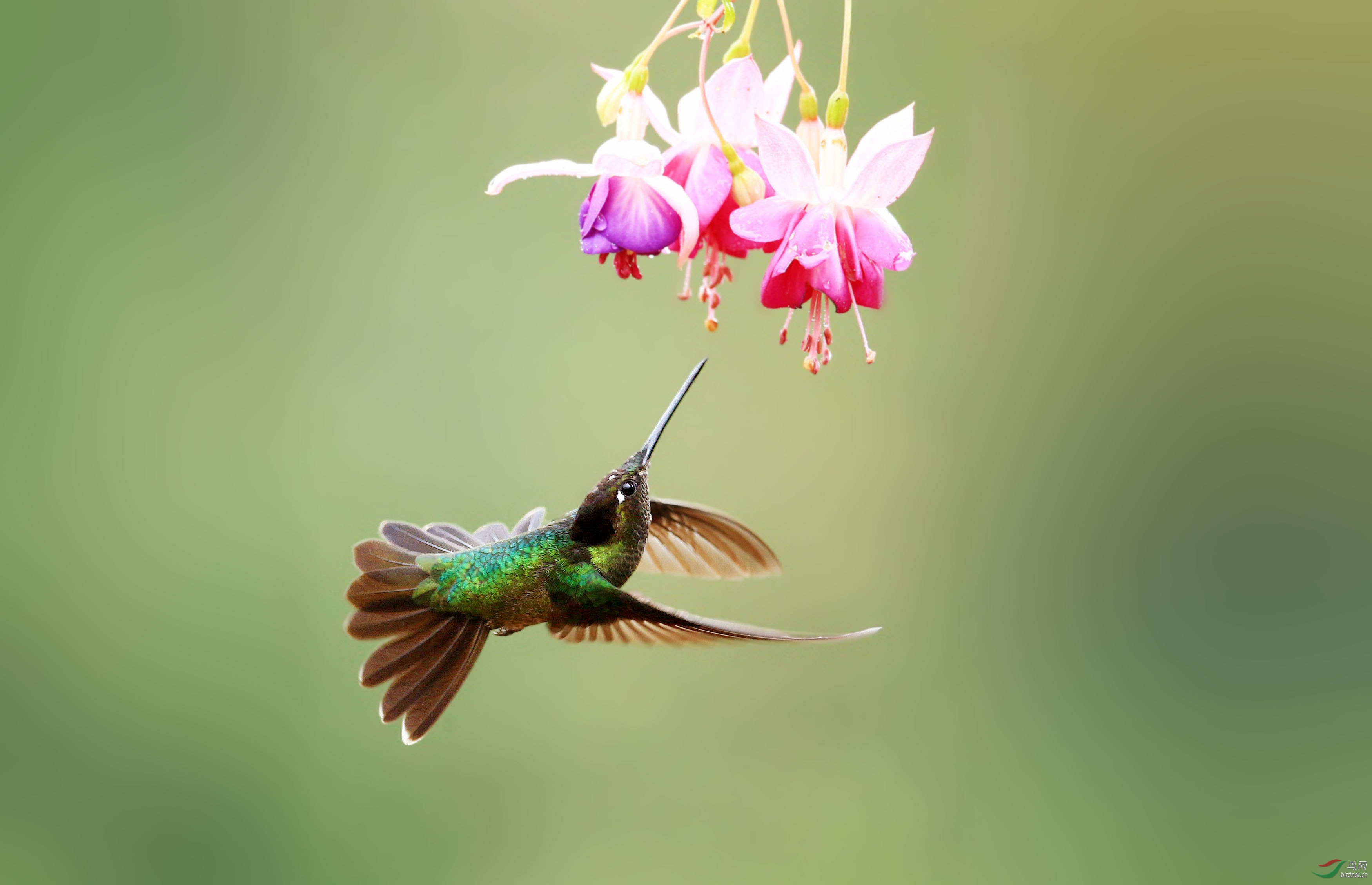 (大蜂鸟)采花(获首页精华图片)