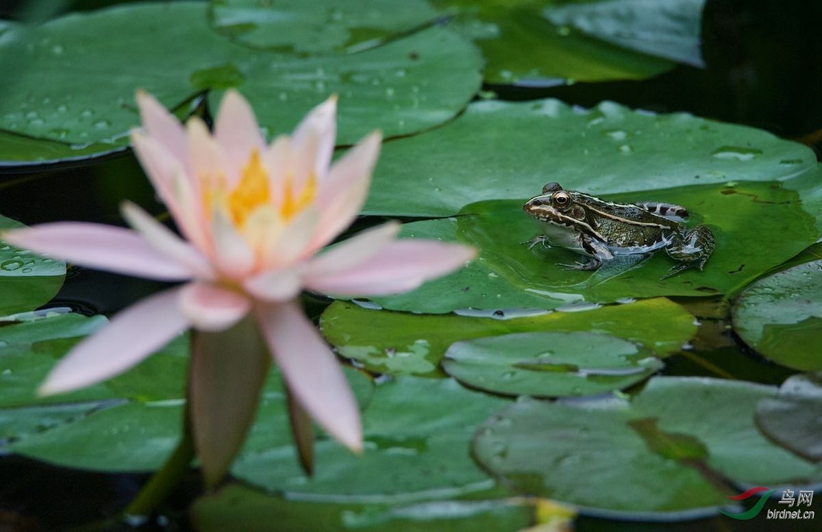 青草池塘处处蛙