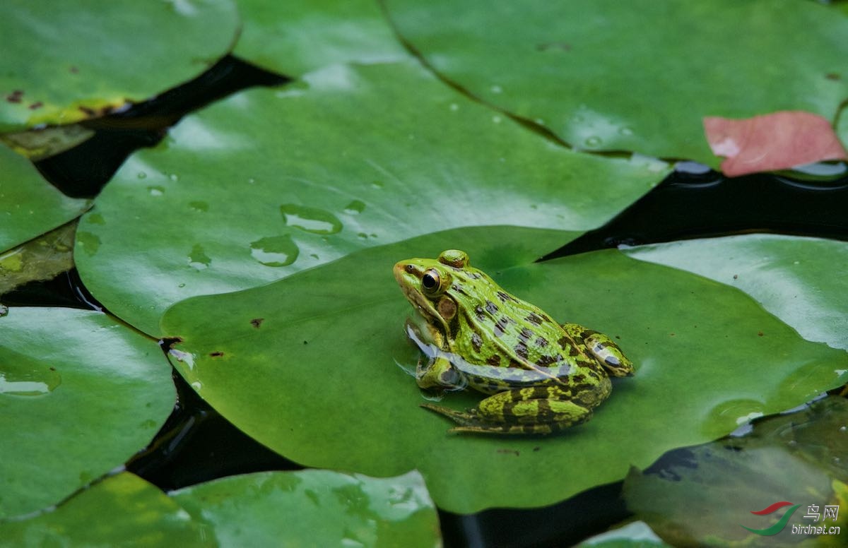 青草池塘处处蛙
