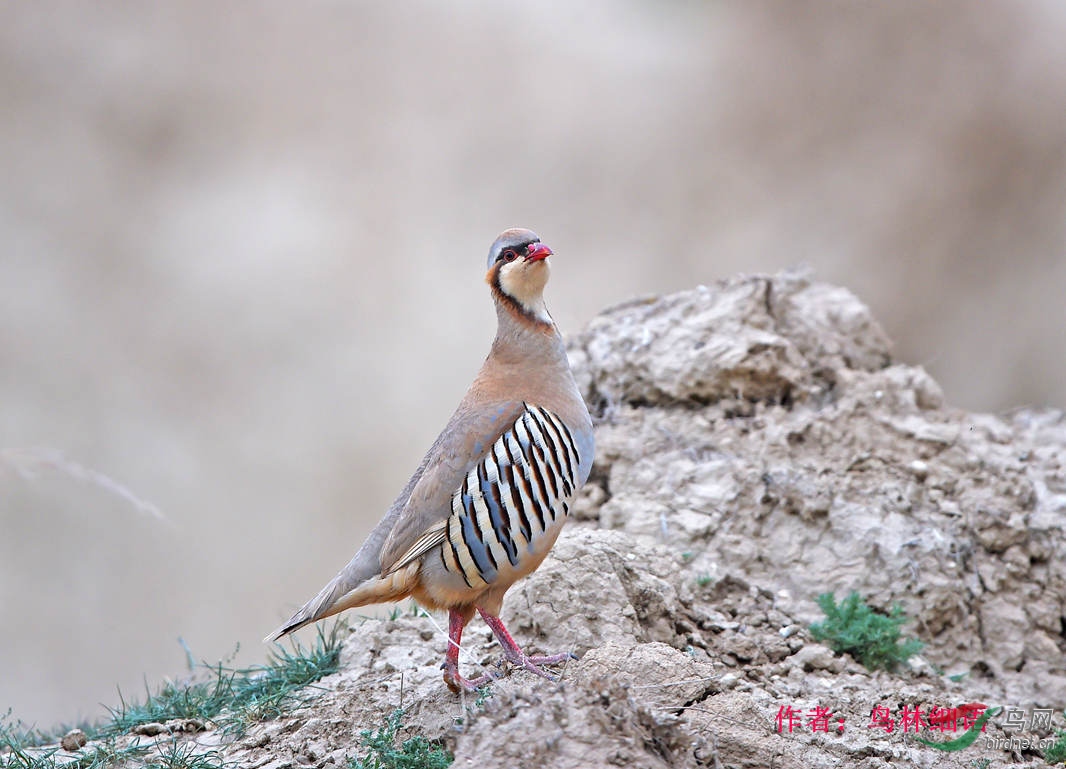 4 ��ʯ��������ϸ���������13709664066.jpg