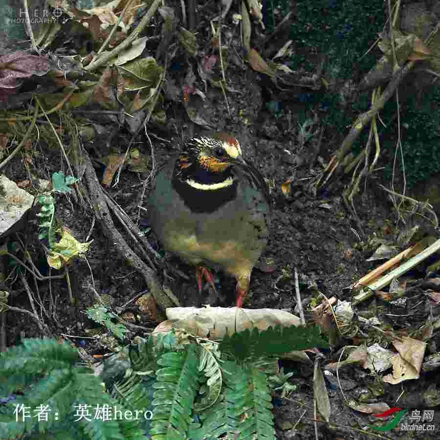 6  ��üɽ���  Ӣ��hero.jpg