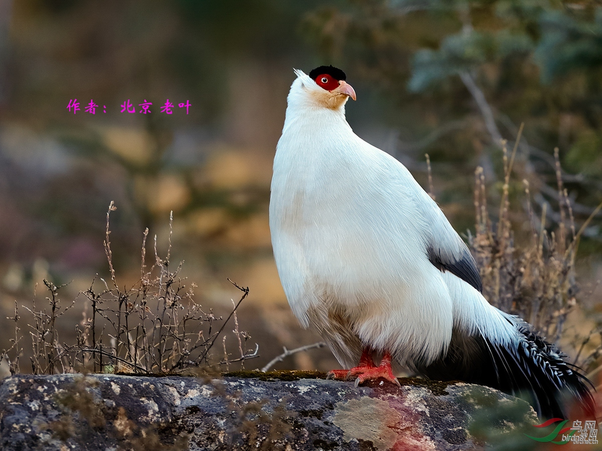 中國鳥類特有種名錄根據中國鳥類圖志關注寶兒編輯整理