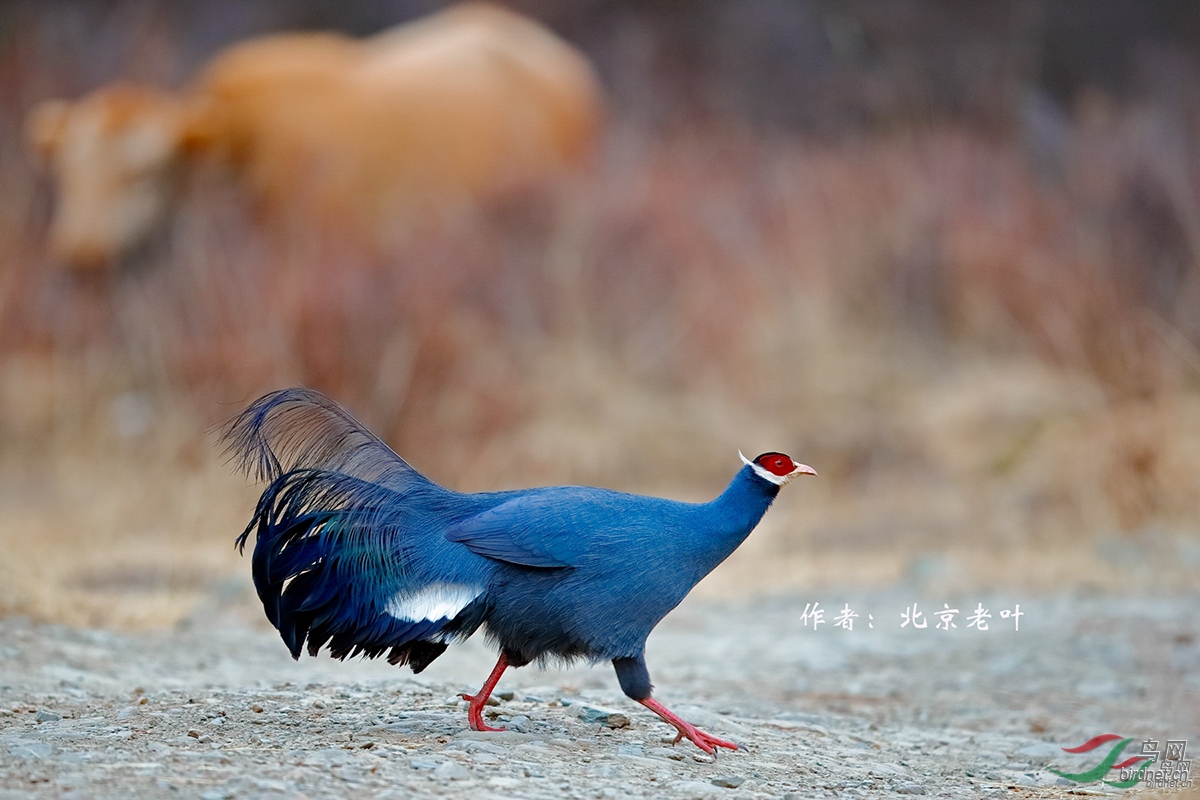 16 ������  ������Ҷ.jpg