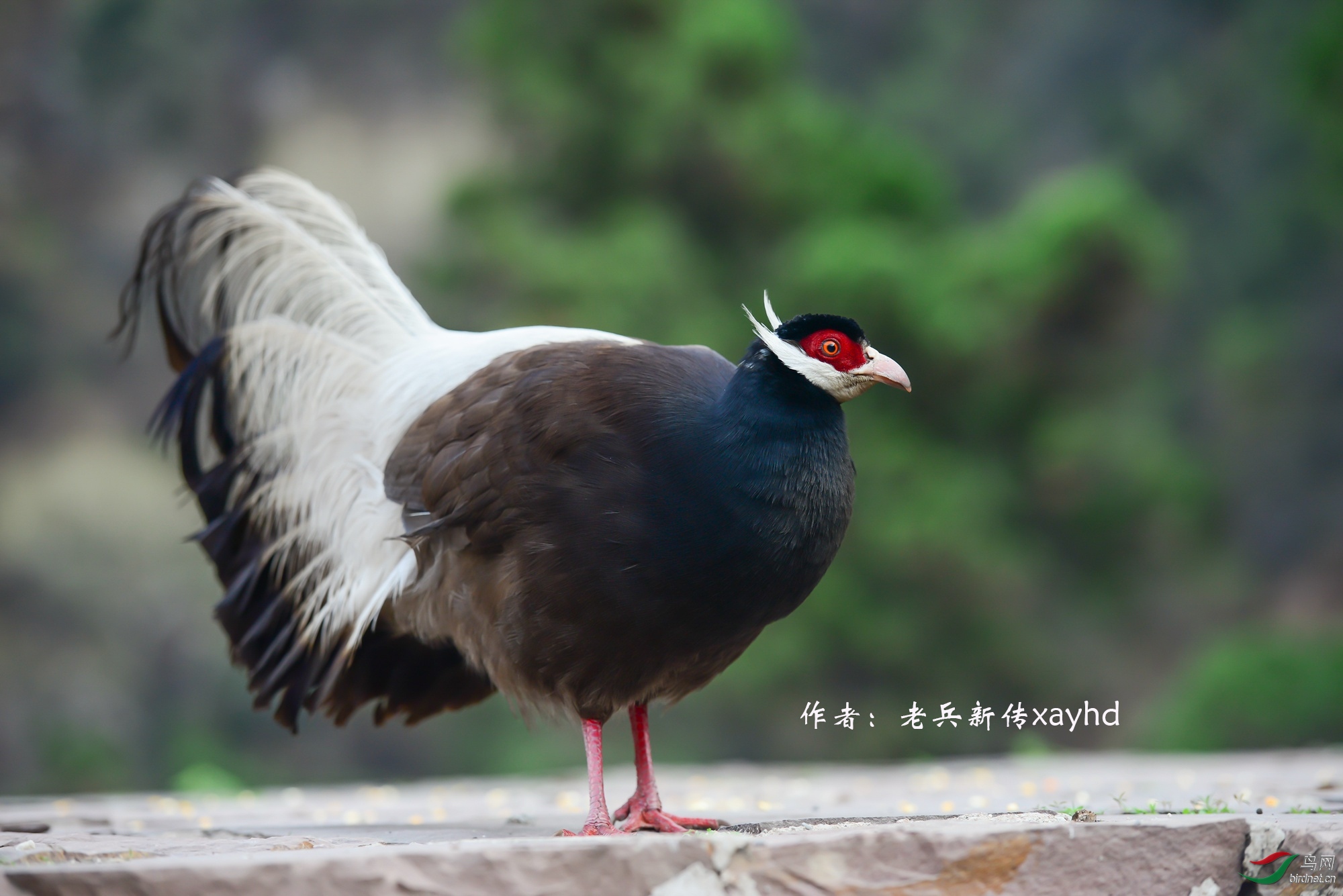 17������  �ϱ��´�xayhd.jpg