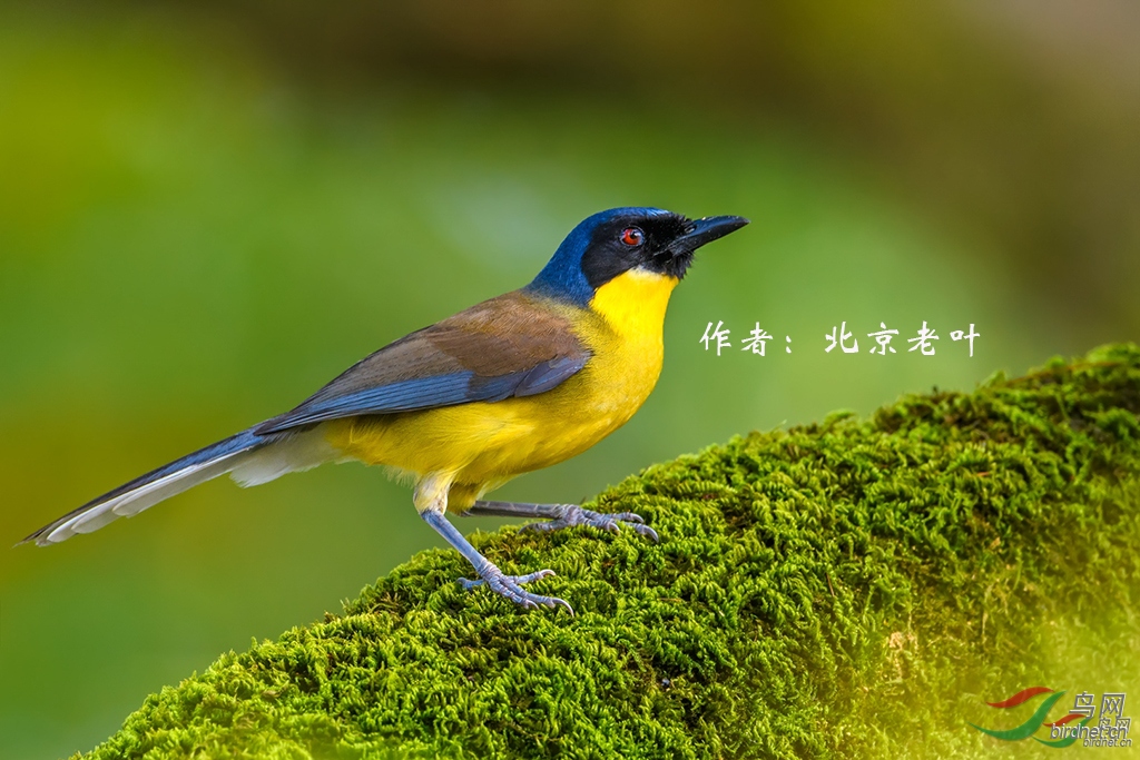 中国鸟类特有种名录根据中国鸟类图志关注宝儿编辑整理