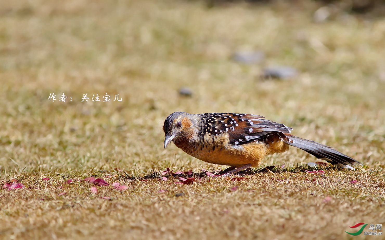 38 ������  ��ע����.jpg