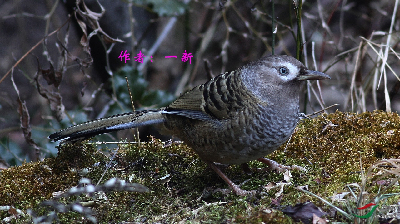 40 �߱�����   һ��.jpg