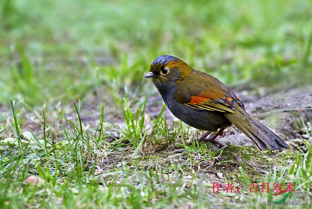 45 ����޴��   ����˫ľ.jpg