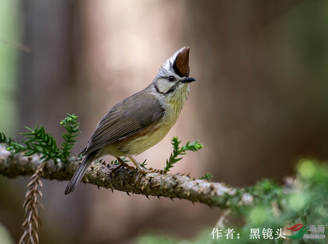 56��ͷ����  �ھ�ͷ.jpg