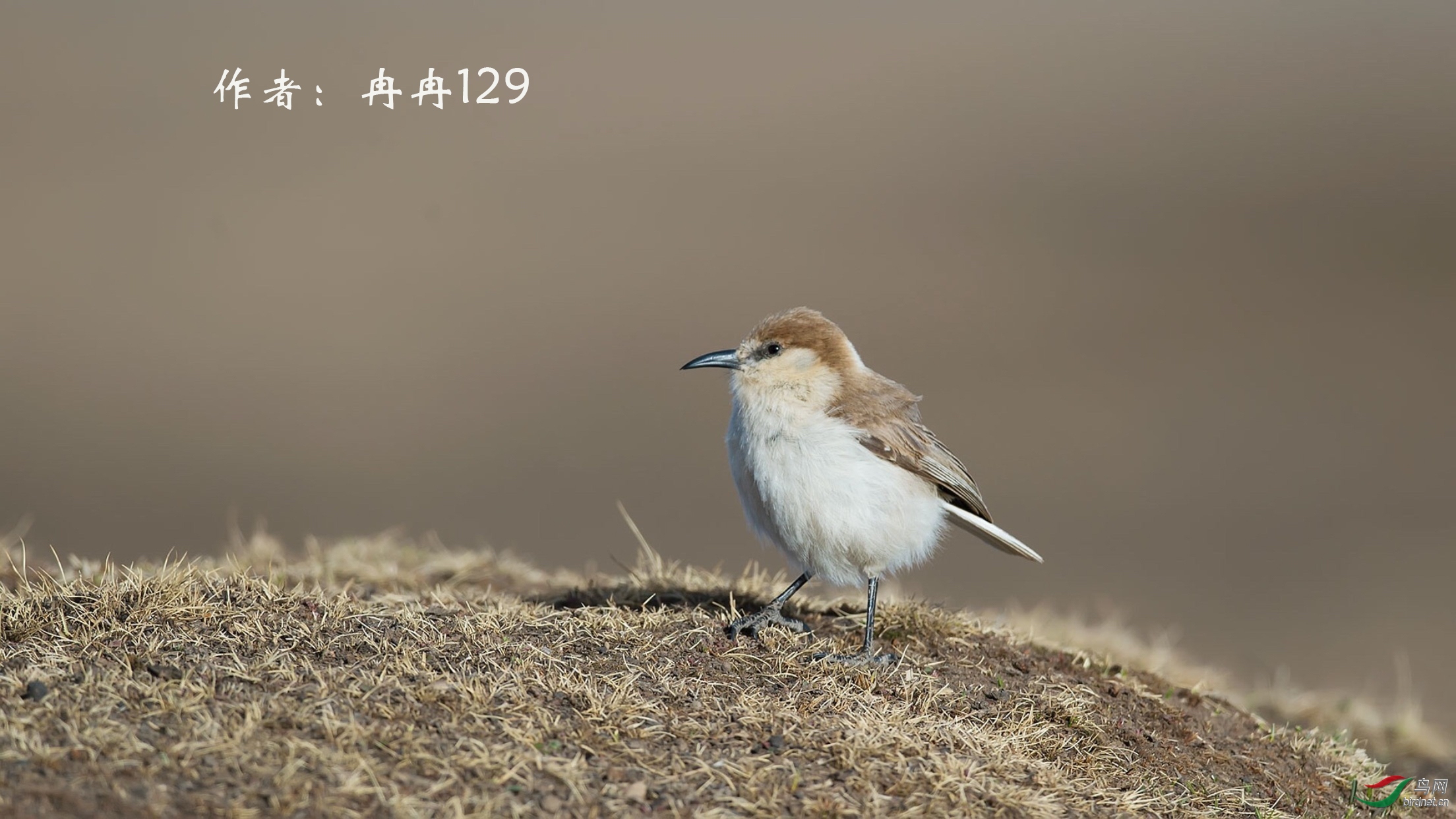 65 ��ɽȸ  ȽȽ129.jpg