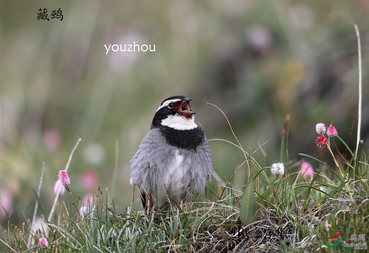 75 ���c  youzhou.jpg