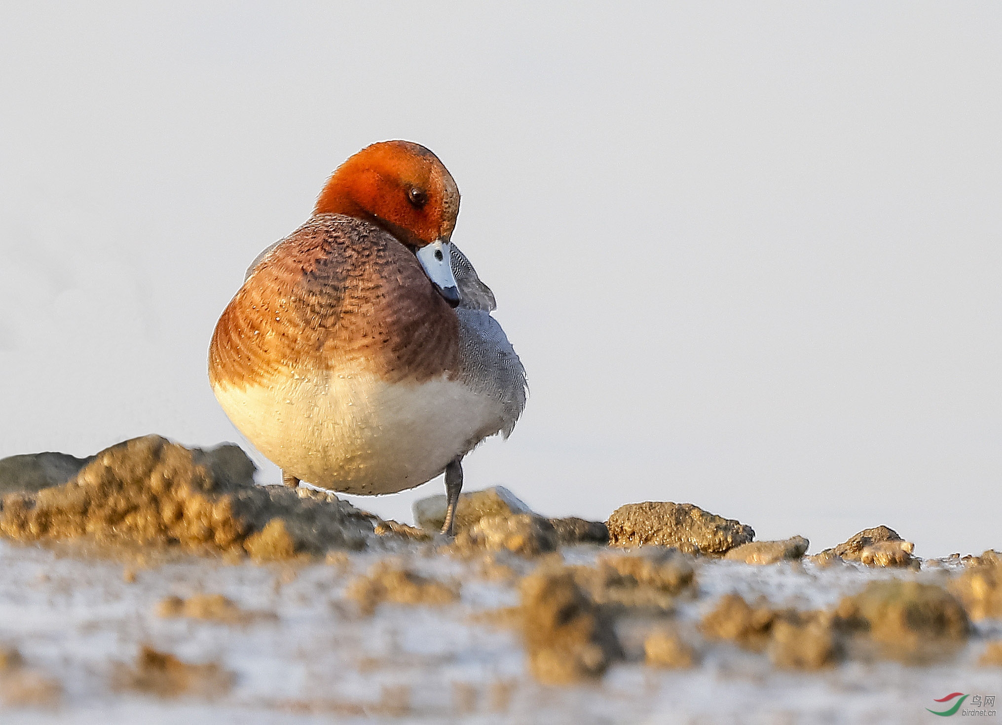 大肥鸭-赤颈鸭 - 上海版 shanghai 鸟网
