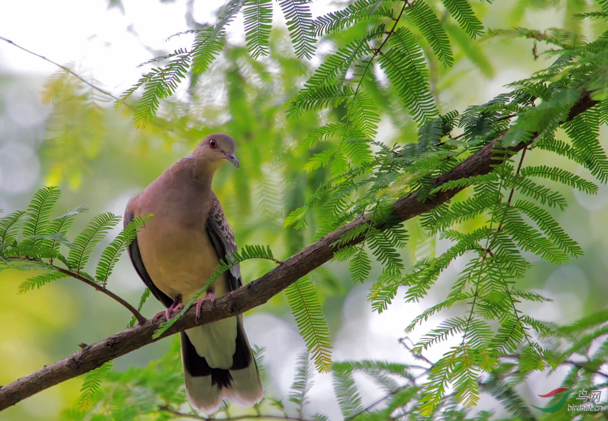 樹上的山斑鳩