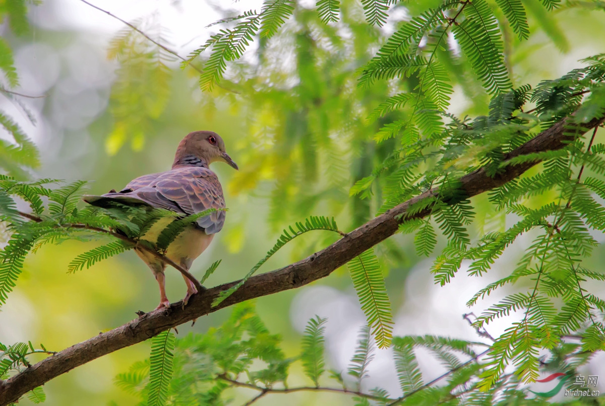 樹上的山斑鳩