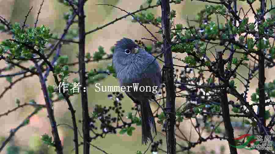 60��ɫѻȸ  SummerWong.jpg